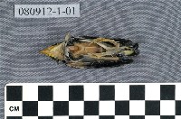 藏品(綠繡眼)的圖片